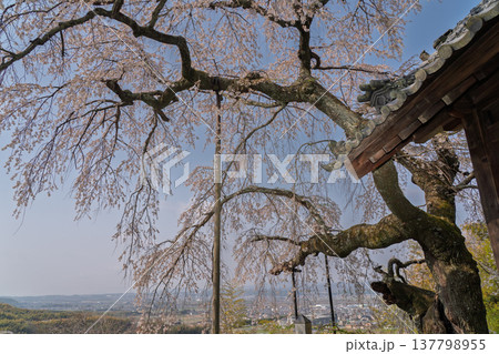 京都府綴喜郡井手町の地蔵禅院に咲く、絢らんな様を誇るしだれ桜を撮影 137798955