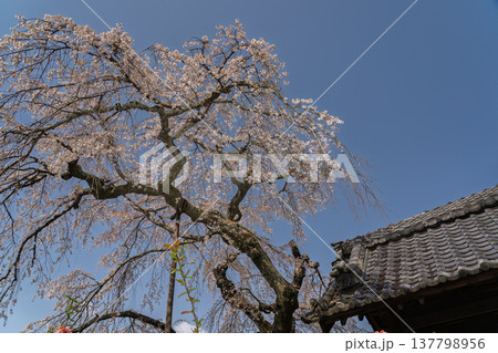 京都府綴喜郡井手町の地蔵禅院に咲く、絢らんな様を誇るしだれ桜を撮影 137798956