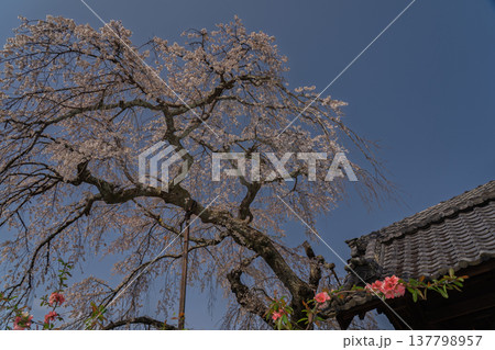 京都府綴喜郡井手町の地蔵禅院に咲く、絢らんな様を誇るしだれ桜を撮影 137798957