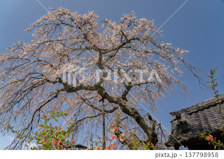 京都府綴喜郡井手町の地蔵禅院に咲く、絢らんな様を誇るしだれ桜を撮影 京都府綴喜郡井手町の地蔵禅院に咲く、絢らんな様を誇るしだれ桜を撮影 137798958