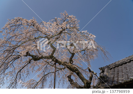 京都府綴喜郡井手町の地蔵禅院に咲く、絢らんな様を誇るしだれ桜を撮影 京都府綴喜郡井手町の地蔵禅院に咲く、絢らんな様を誇るしだれ桜を撮影 137798959