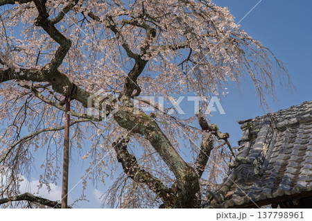 京都府綴喜郡井手町の地蔵禅院に咲く、絢らんな様を誇るしだれ桜を撮影 京都府綴喜郡井手町の地蔵禅院に咲く、絢らんな様を誇るしだれ桜を撮影 137798961
