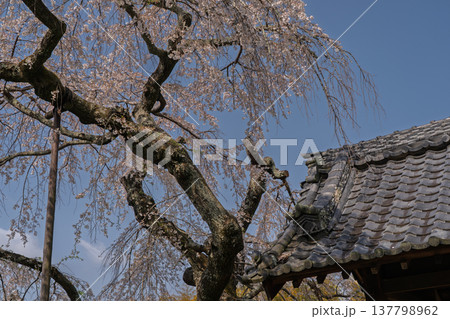 京都府綴喜郡井手町の地蔵禅院に咲く、絢らんな様を誇るしだれ桜を撮影 京都府綴喜郡井手町の地蔵禅院に咲く、絢らんな様を誇るしだれ桜を撮影 137798962