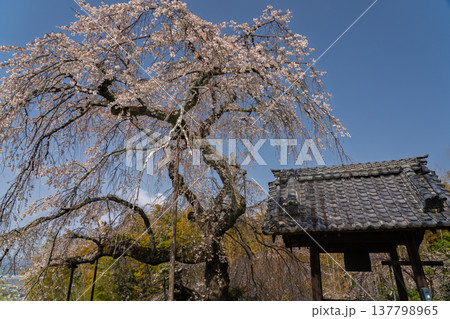 京都府綴喜郡井手町の地蔵禅院に咲く、絢らんな様を誇るしだれ桜を撮影 137798965