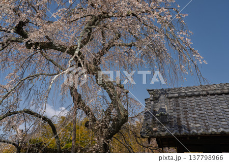 京都府綴喜郡井手町の地蔵禅院に咲く、絢らんな様を誇るしだれ桜を撮影 137798966