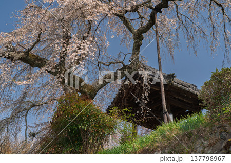 京都府綴喜郡井手町の地蔵禅院に咲く、絢らんな様を誇るしだれ桜を撮影 京都府綴喜郡井手町の地蔵禅院に咲く、絢らんな様を誇るしだれ桜を撮影 137798967