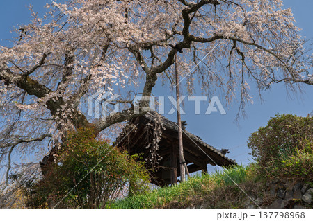 京都府綴喜郡井手町の地蔵禅院に咲く、絢らんな様を誇るしだれ桜を撮影 京都府綴喜郡井手町の地蔵禅院に咲く、絢らんな様を誇るしだれ桜を撮影 137798968