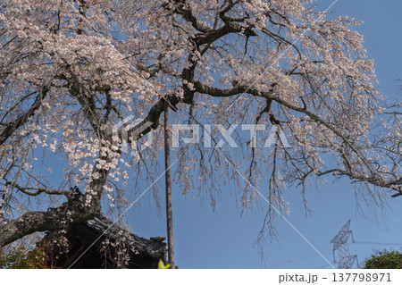 京都府綴喜郡井手町の地蔵禅院に咲く、絢らんな様を誇るしだれ桜を撮影 京都府綴喜郡井手町の地蔵禅院に咲く、絢らんな様を誇るしだれ桜を撮影 137798971