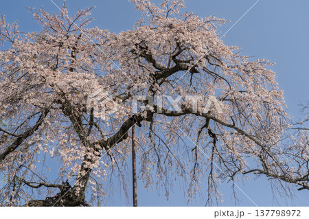 京都府綴喜郡井手町の地蔵禅院に咲く、絢らんな様を誇るしだれ桜を撮影 137798972