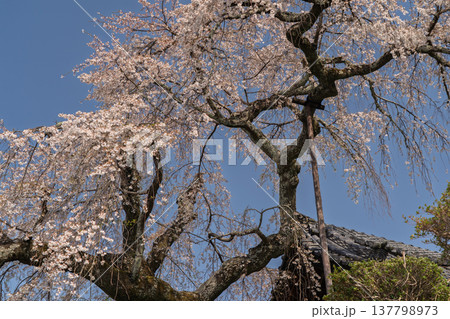 京都府綴喜郡井手町の地蔵禅院に咲く、絢らんな様を誇るしだれ桜を撮影 137798973