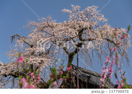 京都府綴喜郡井手町の地蔵禅院に咲く、絢らんな様を誇るしだれ桜を撮影 京都府綴喜郡井手町の地蔵禅院に咲く、絢らんな様を誇るしだれ桜を撮影 137798978