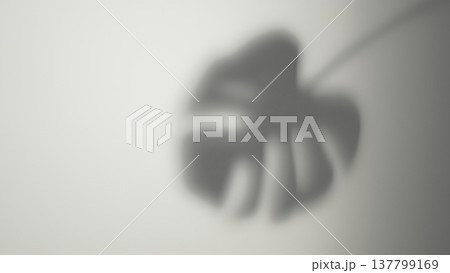 Leaf shadow. Tropical monstera. Defocused gray exotic silhouette plant environmental abstract copy space light background. Leaf shadow. Tropical monstera. Defocused gray exotic silhouette plant environmental abstract copy space light background. 137799169