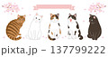 桜と猫のヘッダーデザイン 137799222