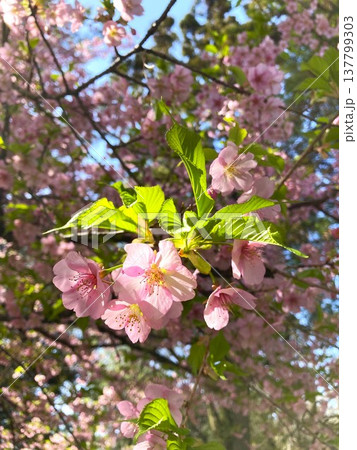 若葉と共演する河津桜 若葉と共演する河津桜 137799303