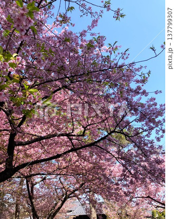 見事に咲き揃った河津桜 見事に咲き揃った河津桜 137799307