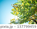 空と葉 137799459