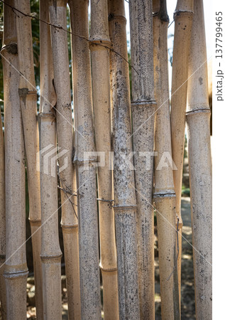 Old bamboo stems texture natural background Old bamboo stems texture natural background 137799465