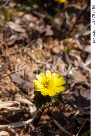 Yellow wildflower blooming in sunlight 137799469