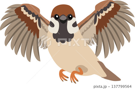 sparrow bird illustration flying wings spread cute cartoon animal 137799564