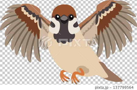 sparrow bird illustration flying wings spread cute cartoon animal 137799564