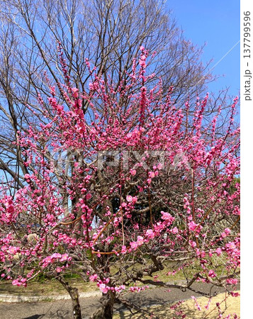 とても見応えのある梅の花 137799596
