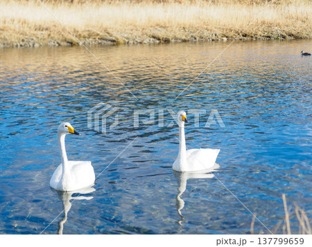 ハクチョウがやってきた 137799659