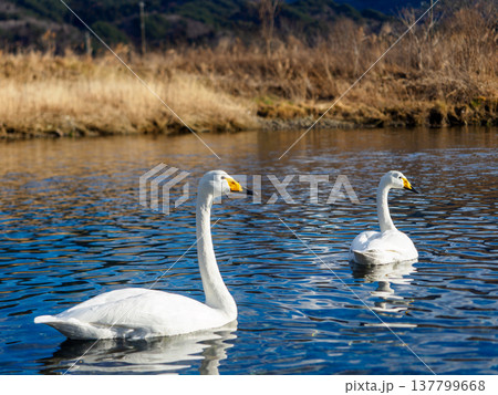 ハクチョウが2羽 137799668