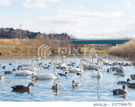 冬の津軽石川の風景 137799670