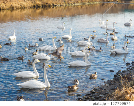 津軽石川に集まった水鳥達 137799674