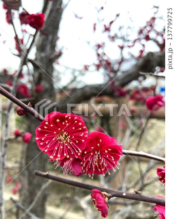 赤色が際立ち目を引く梅の花 赤色が際立ち目を引く梅の花 137799725