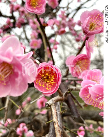とても愛らしい梅の花 137799726