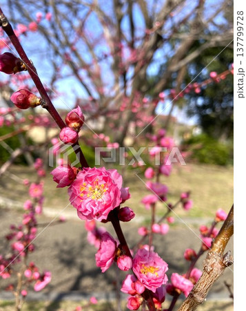 生命力が強く感じられる梅の花 137799728