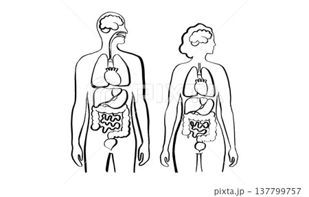 Internal Organs Sketch 137799757