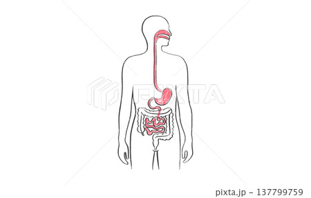 Digestive system diagram 137799759
