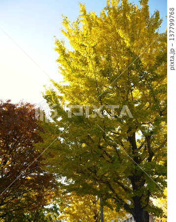 青空が広がる銀杏並木 137799768