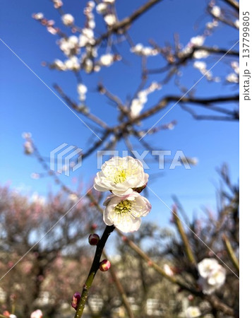 思わず引きつけられる梅の花 137799805