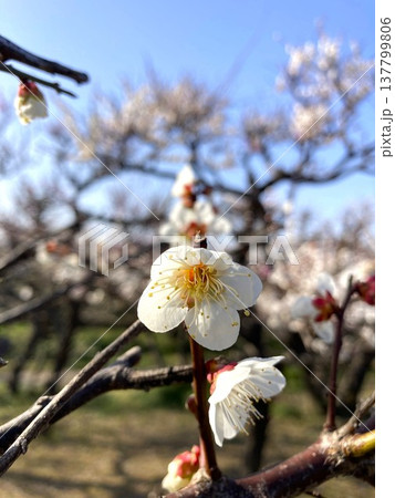 健気に咲いた梅の花 137799806