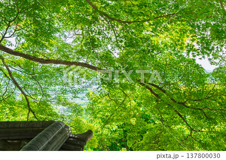 初夏の日差しが眩しい京都市西京区善峯寺の新緑を撮影 初夏の日差しが眩しい京都市西京区善峯寺の新緑を撮影 137800030