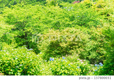 初夏の日差しが眩しい京都市西京区善峯寺の新緑を撮影 初夏の日差しが眩しい京都市西京区善峯寺の新緑を撮影 137800031