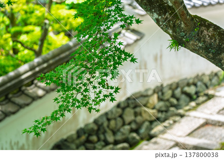 初夏の日差しが眩しい京都市西京区善峯寺の新緑を撮影 137800038