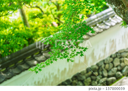 初夏の日差しが眩しい京都市西京区善峯寺の新緑を撮影 初夏の日差しが眩しい京都市西京区善峯寺の新緑を撮影 137800039