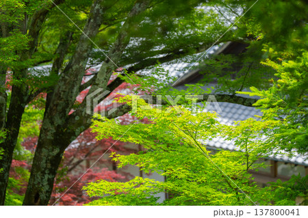 初夏の日差しが眩しい京都市西京区善峯寺の新緑を撮影 137800041