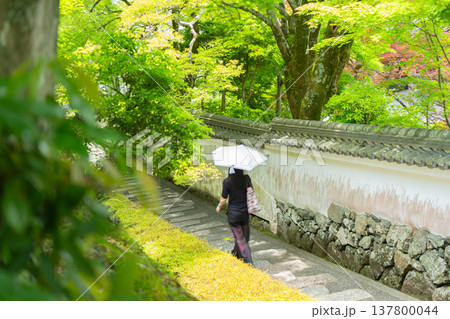初夏の日差しが眩しい京都市西京区善峯寺の新緑を撮影 初夏の日差しが眩しい京都市西京区善峯寺の新緑を撮影 137800044