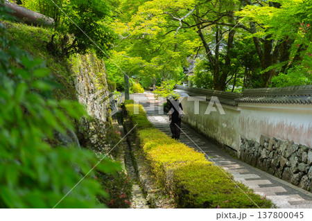 初夏の日差しが眩しい京都市西京区善峯寺の新緑を撮影 137800045