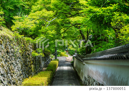 初夏の日差しが眩しい京都市西京区善峯寺の新緑を撮影 初夏の日差しが眩しい京都市西京区善峯寺の新緑を撮影 137800051