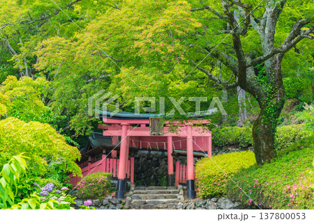 初夏の日差しが眩しい京都市西京区善峯寺の新緑を撮影 初夏の日差しが眩しい京都市西京区善峯寺の新緑を撮影 137800053
