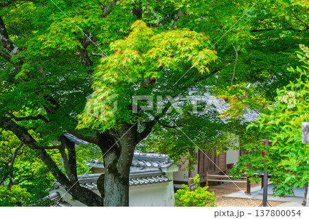 初夏の日差しが眩しい京都市西京区善峯寺の新緑を撮影 初夏の日差しが眩しい京都市西京区善峯寺の新緑を撮影 137800054