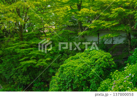 初夏の日差しが眩しい京都市西京区善峯寺の新緑を撮影 137800058