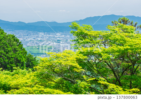 初夏の日差しが眩しい京都市西京区善峯寺の新緑を撮影 初夏の日差しが眩しい京都市西京区善峯寺の新緑を撮影 137800063