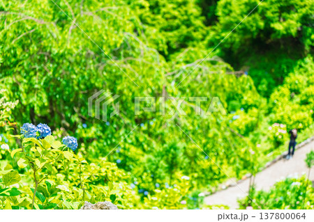 初夏の日差しが眩しい京都市西京区善峯寺の新緑を撮影 137800064